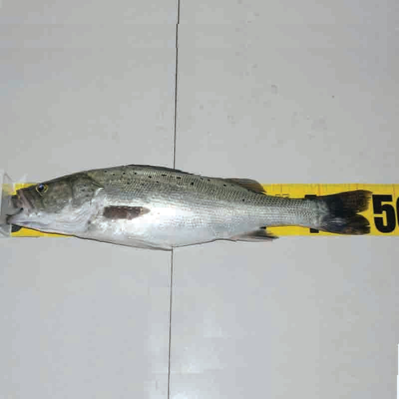 Fish Ruler Foldable | Fishing Ruler Board Clear Foldable Fish Measuring  Ruler,Compact Marine Fishing Measuring Tool Multifunctional Fish Ruler for